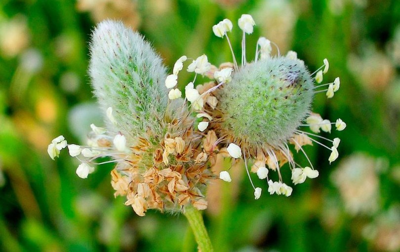 Hasenfuß-Wegerich, Plantago lagopus, etnobotanika